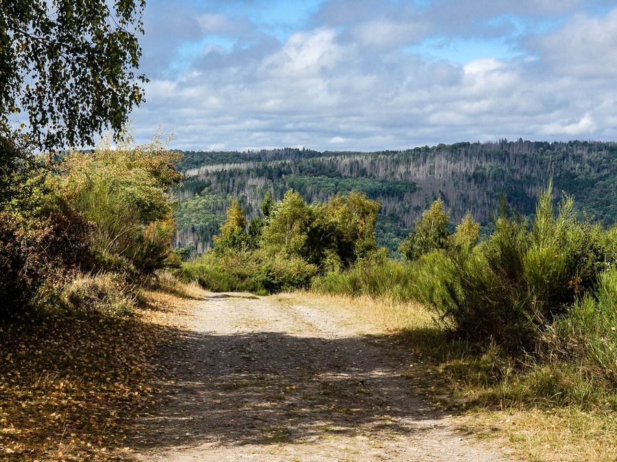 Bergpfad im Herbstlaub der Eifel bei Adenau