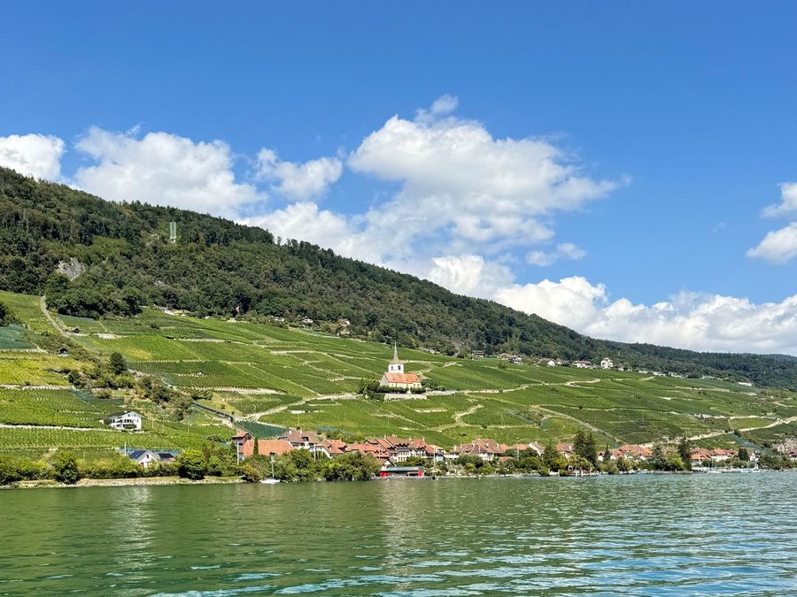 Weinberge am See in der Waadt, Schweiz