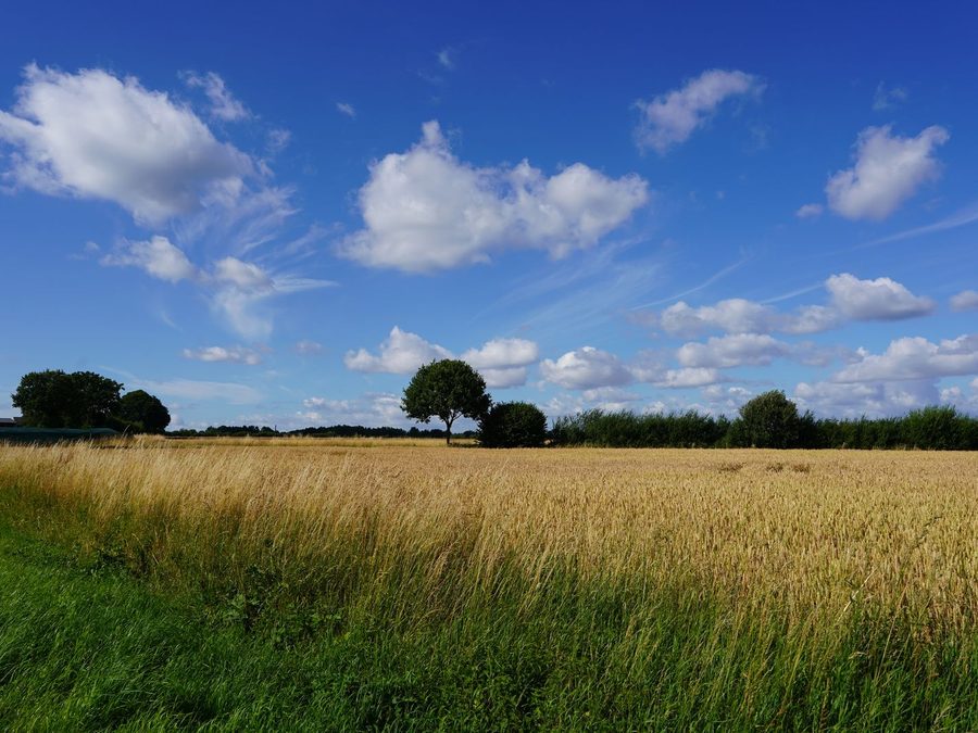 Ländliche Landschaft bei Itzehoe, Schleswig-Holstein